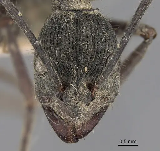 Diacamma assamense specimen