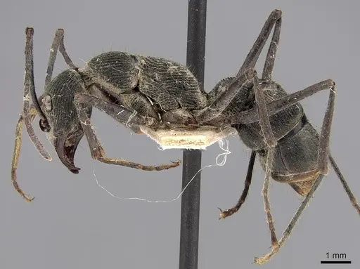 Diacamma assamense specimen