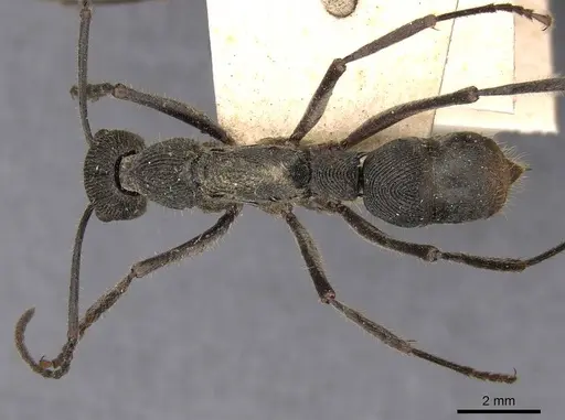 Diacamma assamense - CASENT0907216