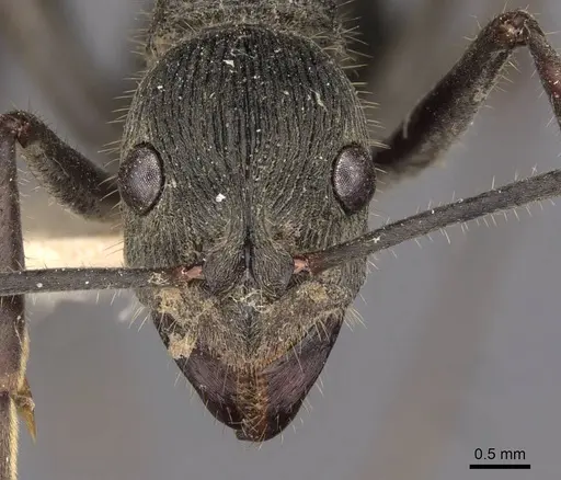 Diacamma assamense - CASENT0907216