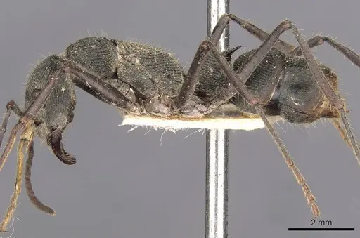 Diacamma assamense - CASENT0907216