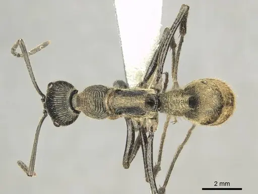 Diacamma aureovestitum specimen