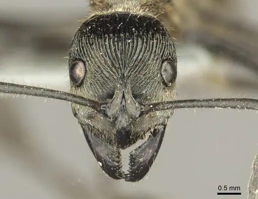 Diacamma aureovestitum specimen