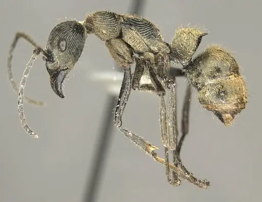 Diacamma aureovestitum specimen