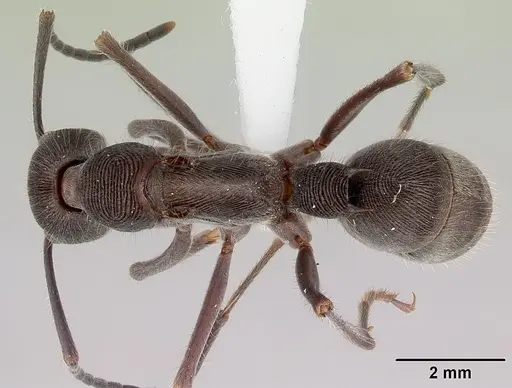 Diacamma australe specimen