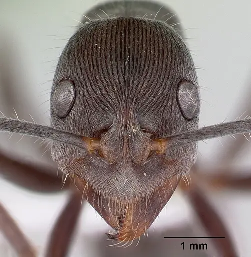 Diacamma australe specimen