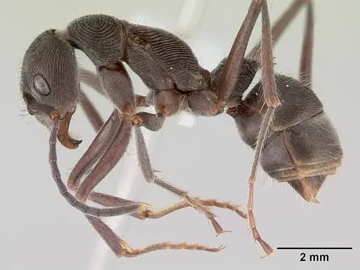 Diacamma australe specimen