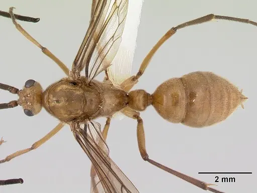 Diacamma australe - CASENT0172072