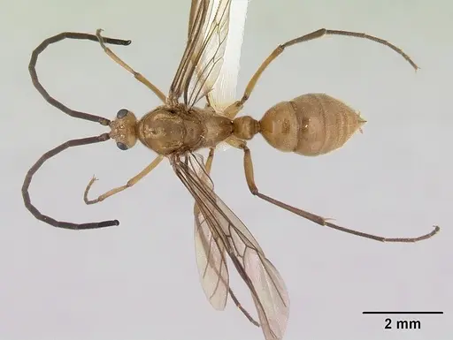 Diacamma australe - CASENT0172072