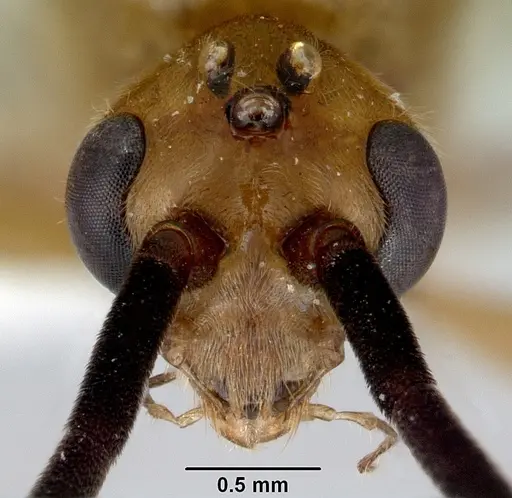 Diacamma australe - CASENT0172072