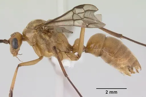 Diacamma australe - CASENT0172072