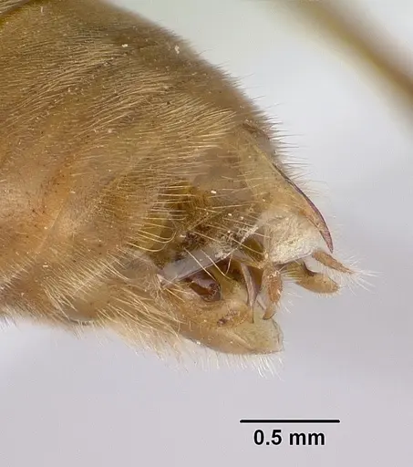 Diacamma australe - CASENT0172072