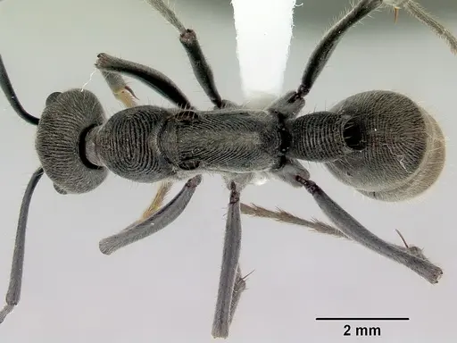 Diacamma australe - CASENT0172073