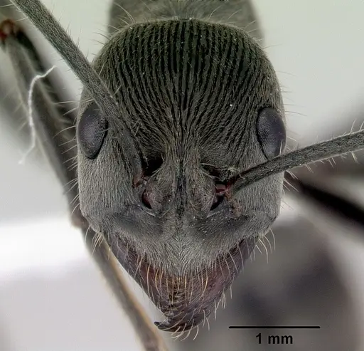 Diacamma australe - CASENT0172073