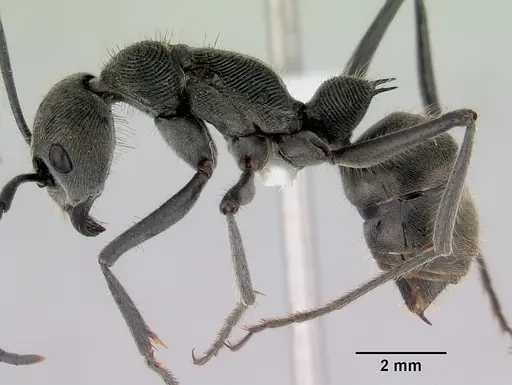 Diacamma australe - CASENT0172073