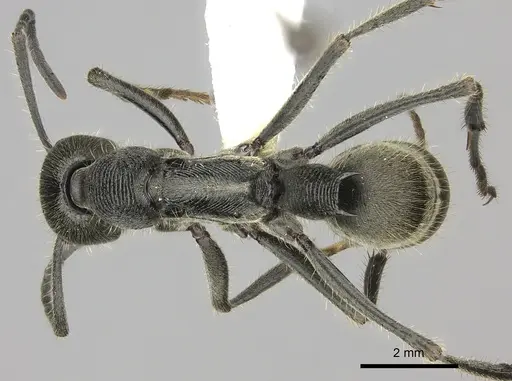 Diacamma australe - CASENT0260415