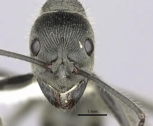 Diacamma australe - CASENT0260415