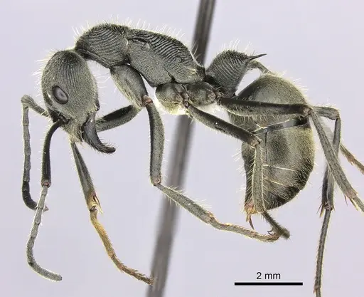 Diacamma australe - CASENT0260415