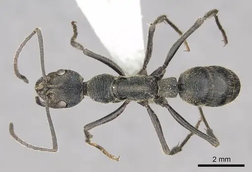 Diacamma baguiense specimen