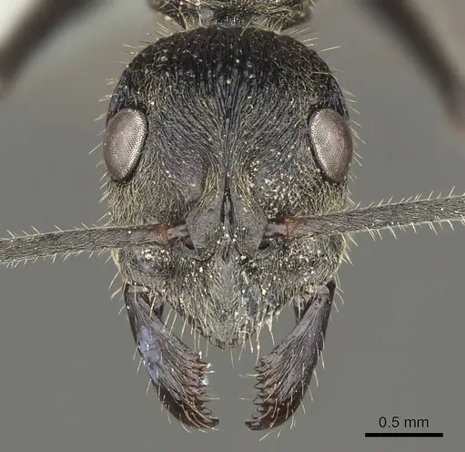 Diacamma baguiense specimen