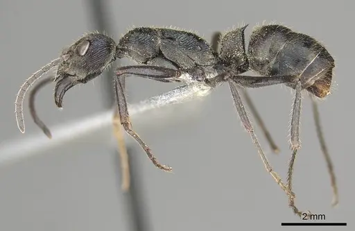 Diacamma baguiense specimen