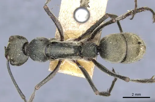 Diacamma bispinosum specimen