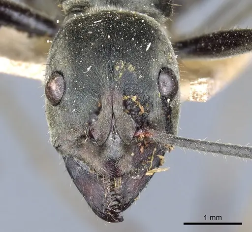 Diacamma bispinosum specimen