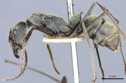 Diacamma bispinosum specimen