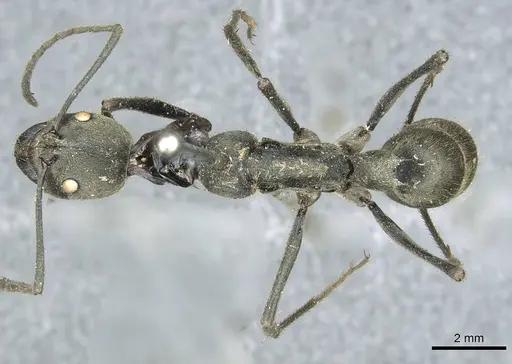 Diacamma bispinosum - CASENT0913725