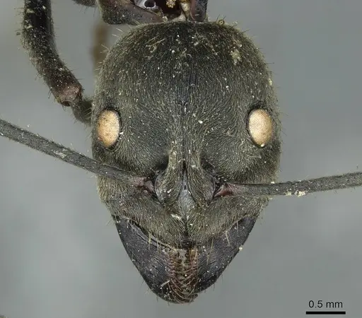 Diacamma bispinosum - CASENT0913725