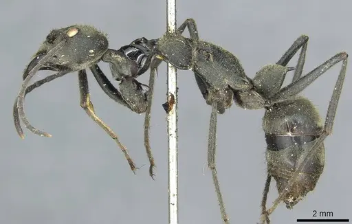 Diacamma bispinosum - CASENT0913725