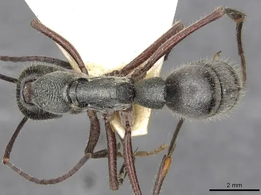 Diacamma bispinosum - CASENT0915175