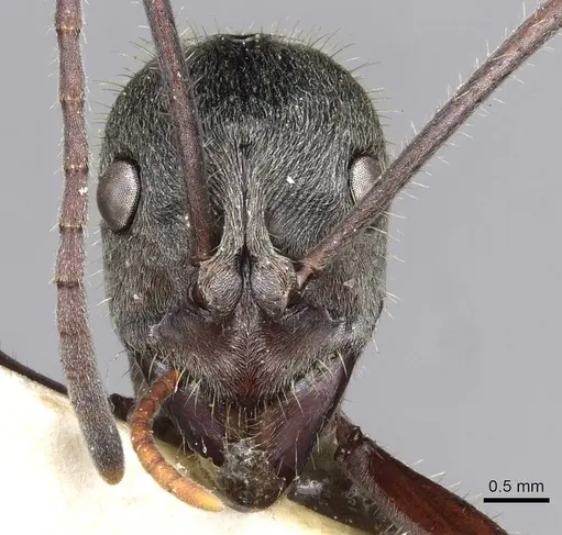 Diacamma bispinosum - CASENT0915175