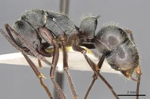 Diacamma bispinosum - CASENT0915175