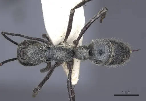 Diacamma bispinosum - CASENT0916819