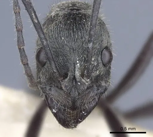 Diacamma bispinosum - CASENT0916819