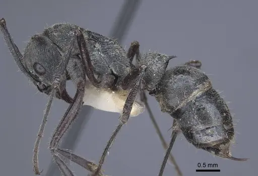 Diacamma bispinosum - CASENT0916819