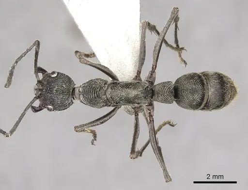 Diacamma brevistriatum specimen