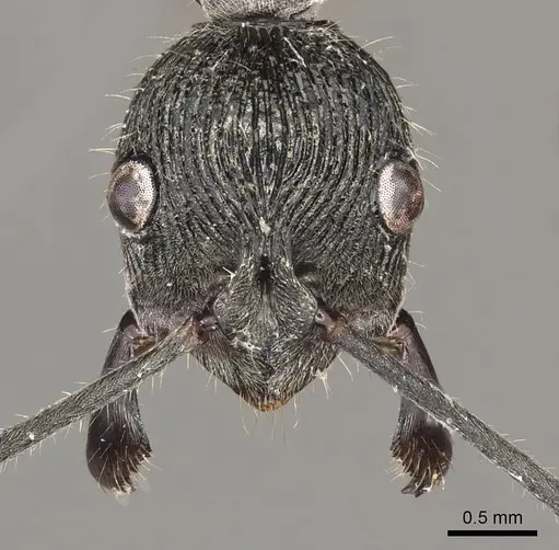 Diacamma brevistriatum specimen
