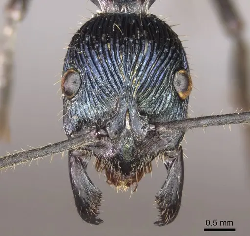 Diacamma caeruleum specimen