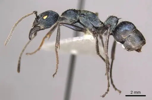 Diacamma caeruleum specimen