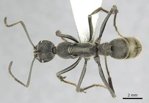 Diacamma carbonarium specimen