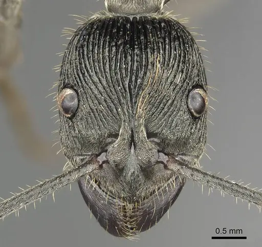Diacamma carbonarium specimen