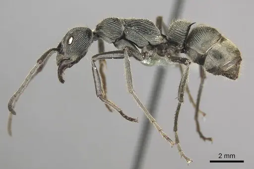 Diacamma carbonarium specimen