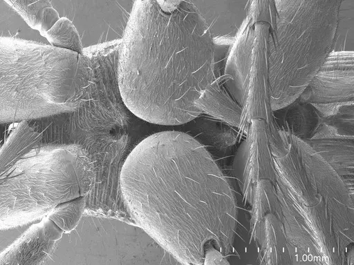 Diacamma ceylonense specimen