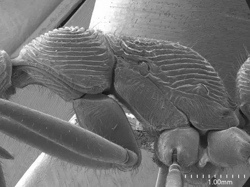 Diacamma ceylonense specimen