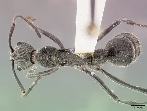 Diacamma ceylonense - CASENT0003158