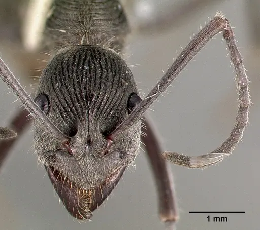 Diacamma ceylonense - CASENT0003158