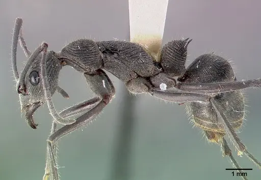 Diacamma ceylonense - CASENT0003158