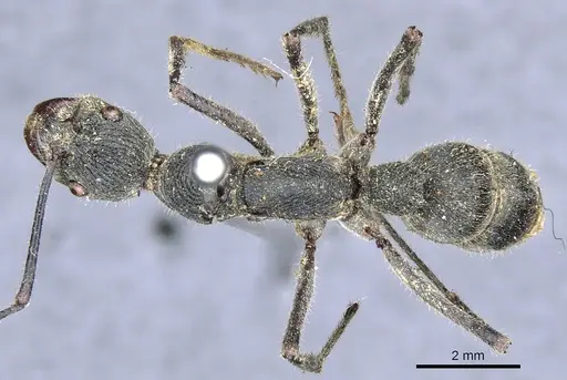 Diacamma ceylonense - CASENT0903871